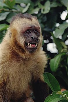 褐色,棕色卷尾猴,肖像,亚马逊河,生态系统,巴西