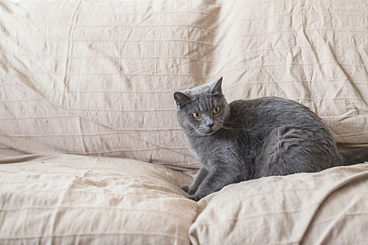 一只灰色的短毛蓝猫在沙发上