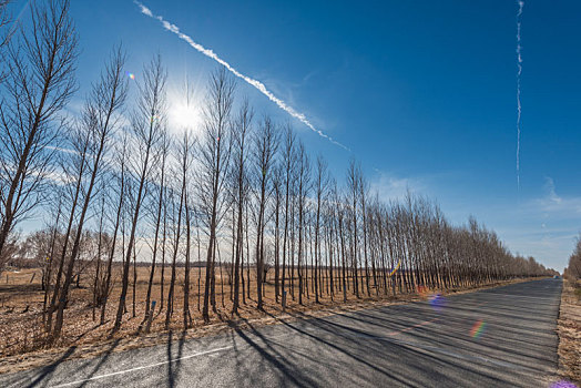 中国内蒙古通辽的树林道路