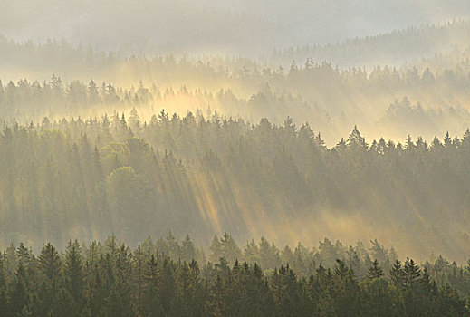 雾气,上升,树林,早晨,日出,撒克逊瑞士,砂岩,山,萨克森,德国,欧洲