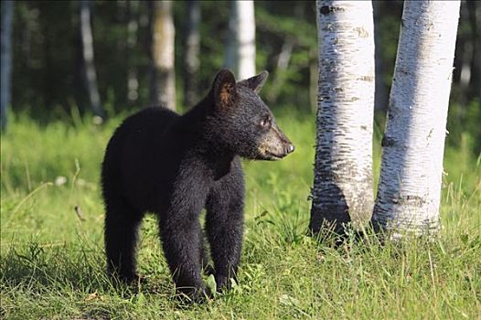 黑熊,幼兽,明尼苏达,美国