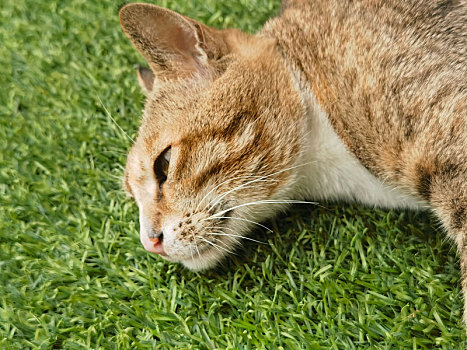 校园的猫撒泼打滚让人欢喜