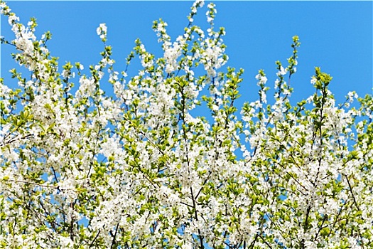 白色,花,樱桃树,皇冠,蓝天
