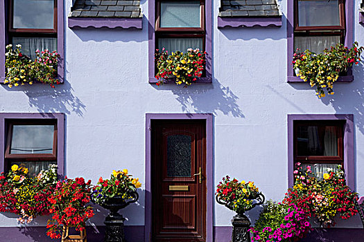 紫色,房子,装饰,花,科克郡,爱尔兰