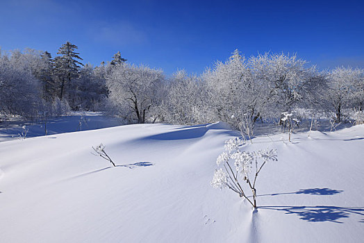 吉林雪岭雾凇美景