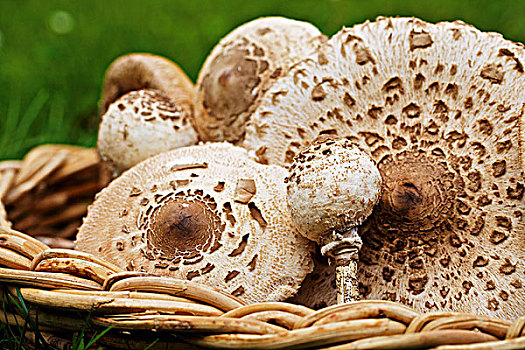 篮子,新鲜,伞状蘑菇