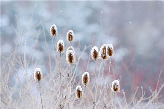 霜冻,蓟属植物,巴伐利亚,德国,特写