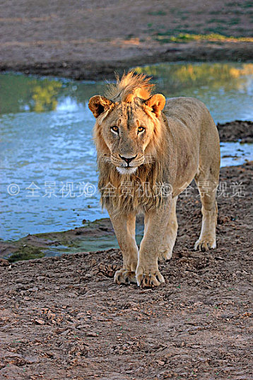 狮子_雄性_五个_岁月_水_禁猎区_卡拉哈里沙漠_北角_南非_非洲_高清