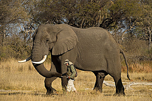 非洲象,家养,孤儿,工作,灰色,莫雷米禁猎区,奥卡万戈三角洲,博茨瓦纳