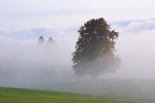雾状,早晨,上方,斯瓦比亚,巴伐利亚,德国