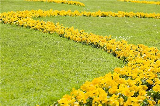 黄花,米拉贝尔花园,萨尔茨堡,奥地利