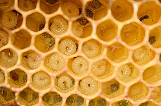 蜂蜜,蜜蜂,幼体,工蜂,5-8岁,白天,蜂窝状,蜂窝