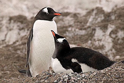 巴布亚企鹅,景象,港口,南极