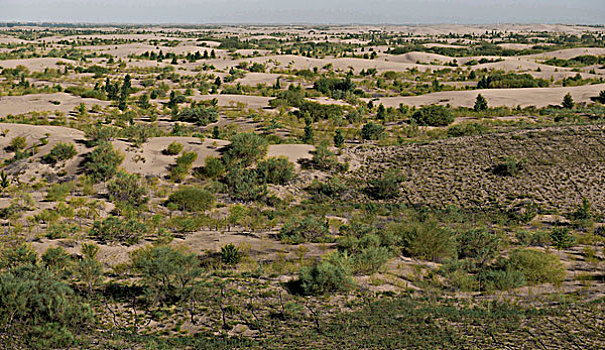 大漠植被生态