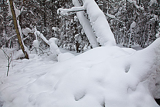 林海雪原,森林,白雪,吉林,延边