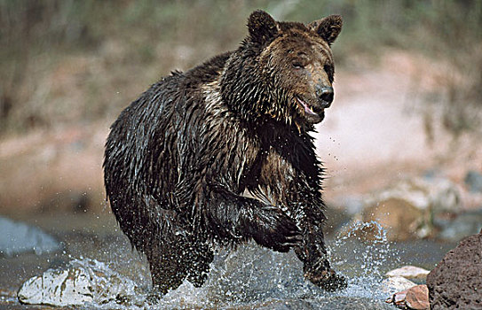 湿,大灰熊,跑,河流