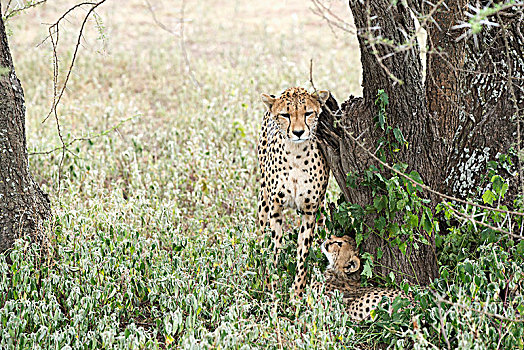 雌性,印度豹,猎豹,树干,幼兽,看,向上,仰视,靠近,恩戈罗恩戈罗火山口,保护区,坦桑尼亚