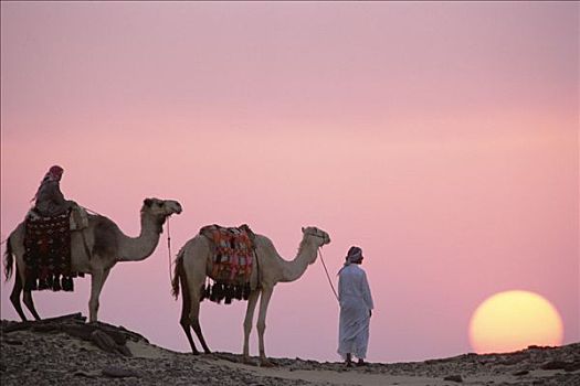 单峰骆驼,一对,生活,骆驼,贝多因人,日落,绿洲,沙子,海洋,撒哈拉沙漠,埃及