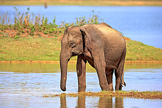 斯里兰卡人,象属,成年,雄性,水,国家公园,斯里兰卡,亚洲