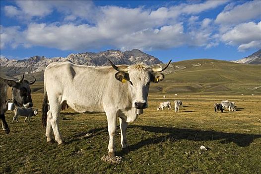 母牛,正面,山脉全景,意大利,欧洲