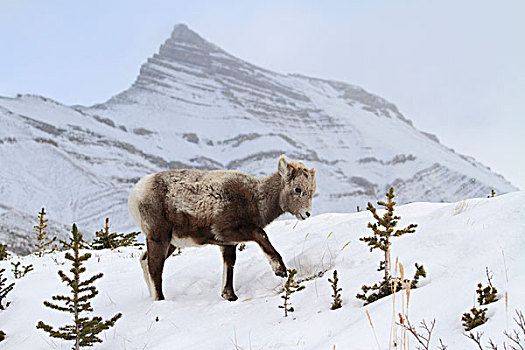 大角羊,羊羔,冬天,冰川国家公园,蒙大拿