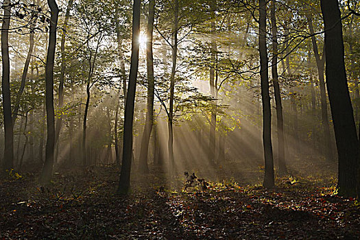 树林,光线