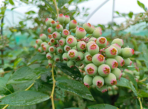 蓝莓果,青涩果实