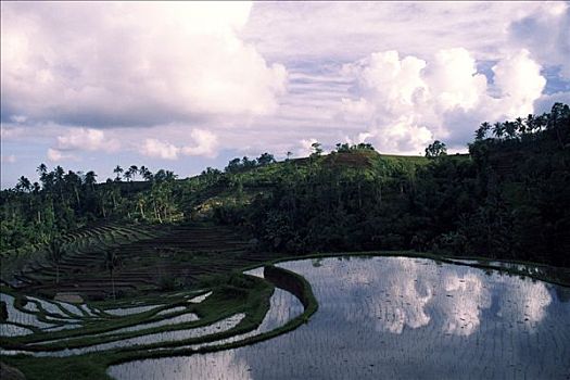 稻田,巴厘岛,印度尼西亚