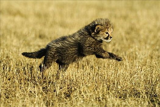 印度豹,幼仔,猎豹,玩耍,跳跃