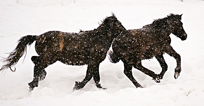 马,跑,雪地