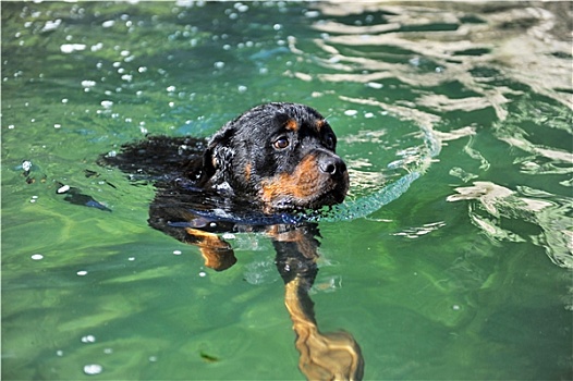 游泳,罗特韦尔犬