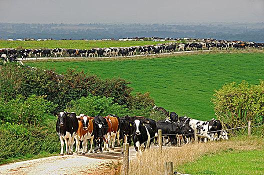 生活,牛,乳业,牧群,线条,母牛,挤奶,斯坦福德郡,英格兰,英国,欧洲