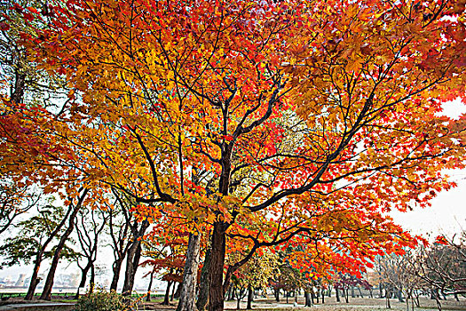 秋叶,公园,树林,庆州,国家公园,韩国