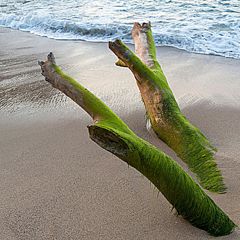 海草,遮盖,浮木,海滩,墨西哥