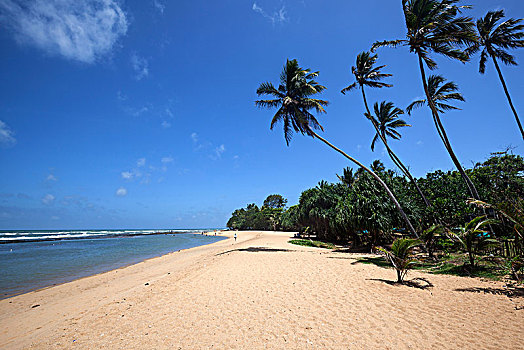 长,沙滩,棕榈树,布鲁维拉,西部,省,斯里兰卡,亚洲