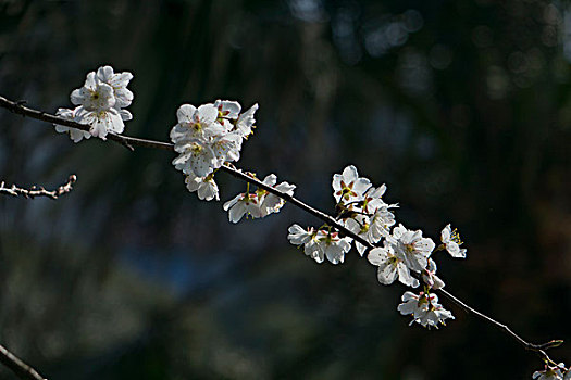 白色樱花－单支