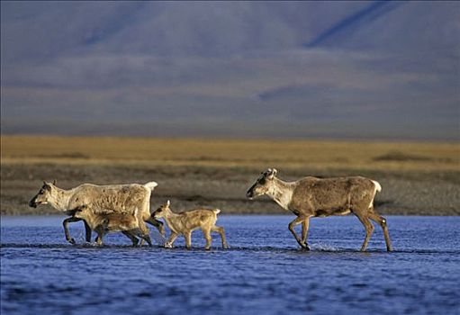 北美驯鹿,母牛,幼兽,河,北极国家野生动物保护区,北极,夏天