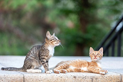 后院花园里玩耍的可爱猫眯