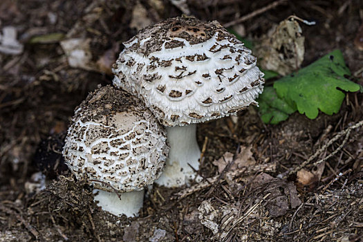 伞状蘑菇,林中地面