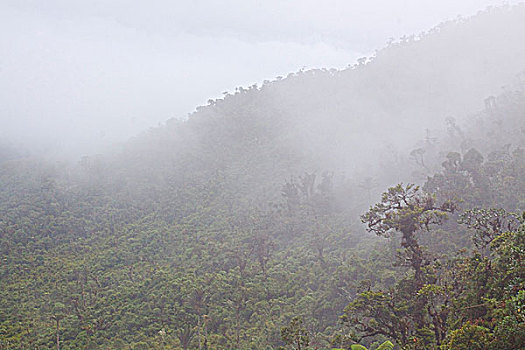 景色,自然保护区,东南部,厄瓜多尔