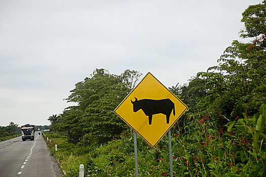 牛,穿过,标识,路边,墨西哥