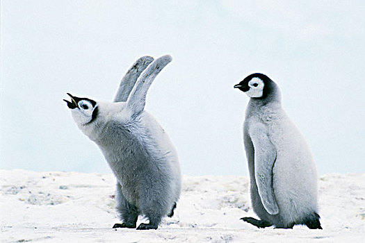 帝企鹅,幼禽,威德尔海,南极