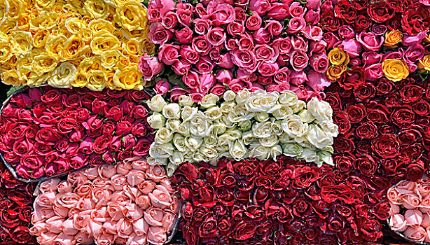 新鲜,切削,玫瑰,多样,彩色,出售,莫雷洛斯,墨西哥,北美