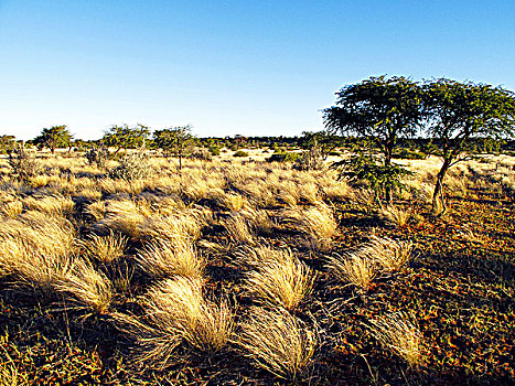 纳米比亚,卡拉哈里沙漠,热带草原