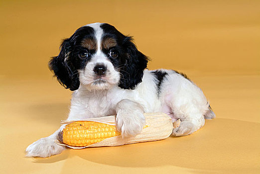 狗,玉米