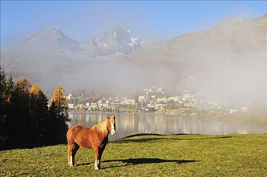 马,圣莫里茨,瑞士