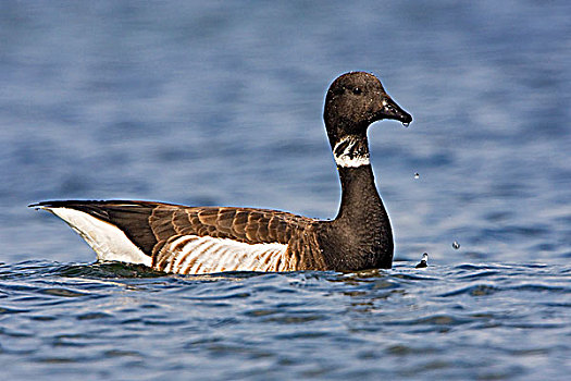 鹅,黑雁,游泳,维多利亚,温哥华岛,不列颠哥伦比亚省,加拿大