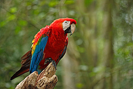 深红色,金刚鹦鹉,成年,栖息,树,树桩,潘塔纳尔,巴西,南美,北美