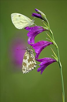 白蝴蝶,湿地,剑兰
