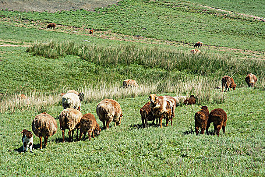 新疆伊犁那拉提草原羊群